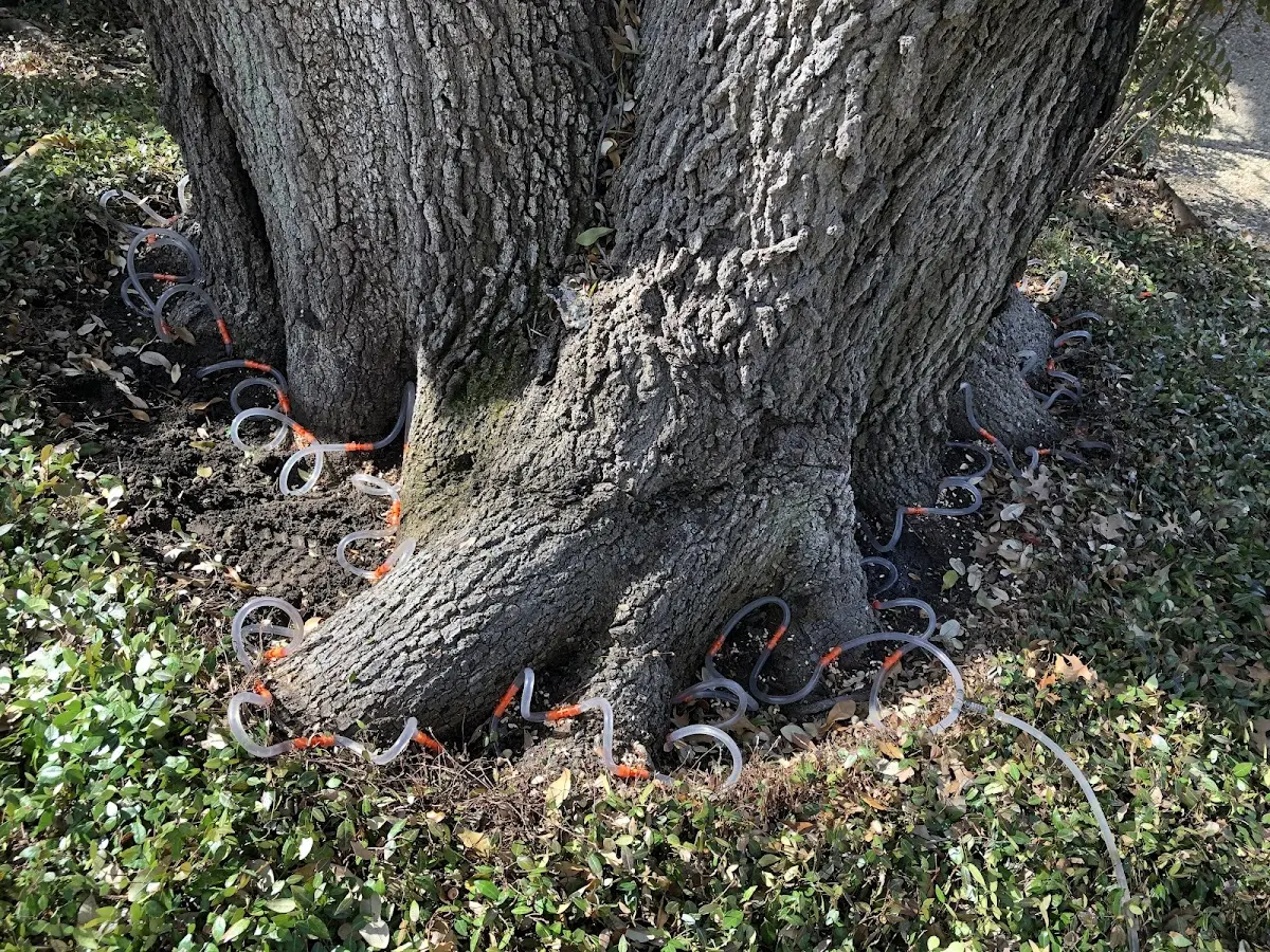 Detailed Tree Cabling and Bracing job site in New Philadelphia