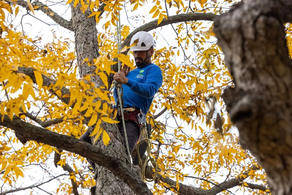 Skilled Tree Pruning crew working in New Philadelphia