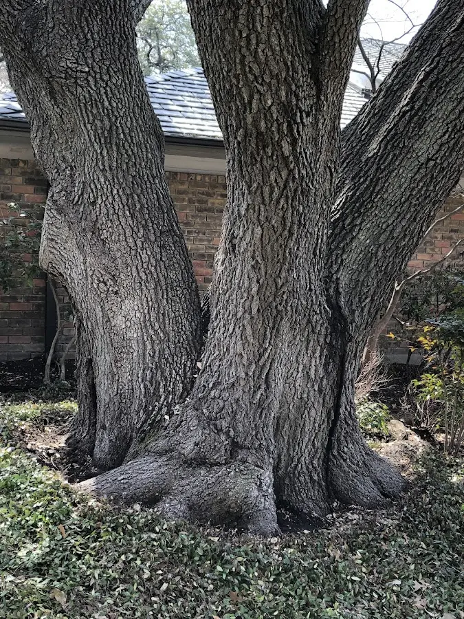 Mature heritage tree close to a New Philadelphia property cared for by certified arborists